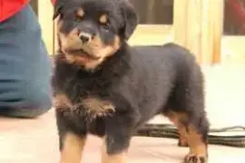 Male and female Rottweiler puppies for sale,  0.00