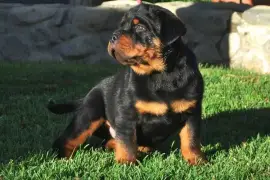 Male and female Rottweiler puppies for sale,  0.00
