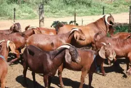 Goat,Sheep &amp;amp; Cow For Sale Whatsapp +276315,  1,000.00