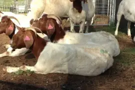 Goat,Sheep &amp; Cow For Sale Whatsapp +276315,  1,000.00