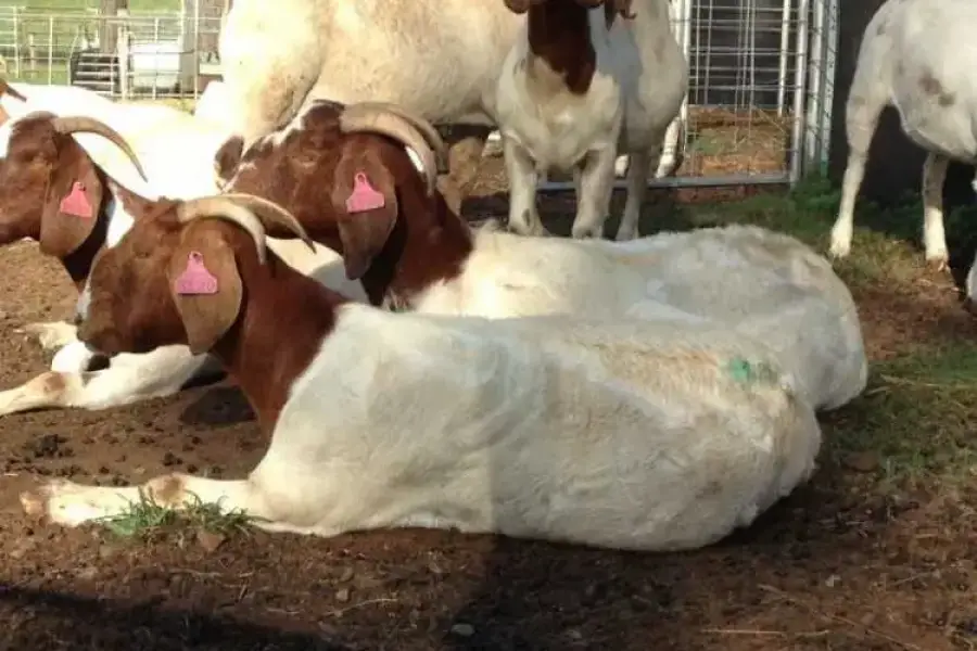 Goat,Sheep &amp;amp; Cow For Sale Whatsapp +276315,  1,000.00