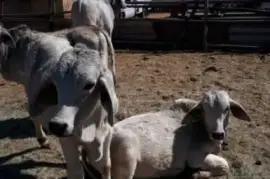 Goat,Sheep &amp;amp; Cow For Sale Whatsapp +276315,  1,000.00