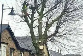 Eddy's Free Felling,  0.00