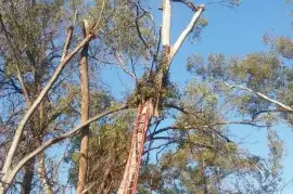 Eddy's Free Felling,  0.00