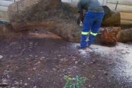 Eddy's Free Felling,  0