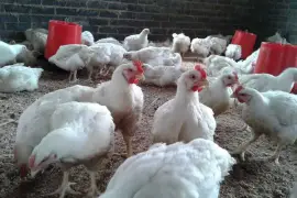 Livestock, Poultry, Frozen Chicken, Ostrich Chicks,  0.00