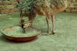 Livestock, Poultry, Frozen Chicken, Ostrich Chicks,  0.00