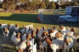 Livestock, Poultry, Frozen Chicken, Ostrich Chicks,  0.00