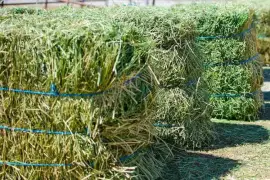 Alfalfa Hay For Sale,  0.00