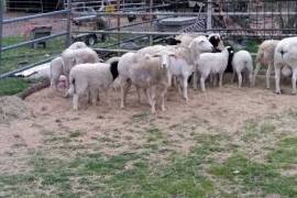 Sheep and lambs For Sale Whatsapp +27734531381,  0.00