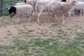 Sheep and lambs For Sale Whatsapp +27734531381,  0.00