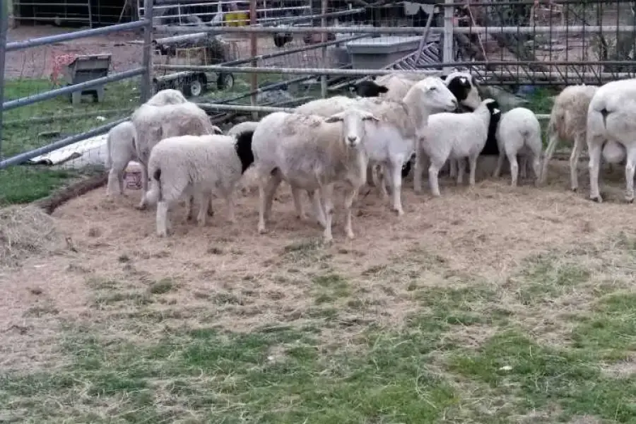 Sheep and lambs For Sale Whatsapp +27734531381,  0.00