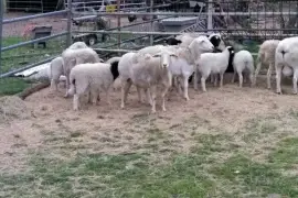 Sheep and lambs For Sale Whatsapp +27734531381,  0.00