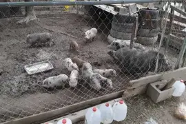 Pigs and piglets for sale whatsapp +27734531381,  0.00