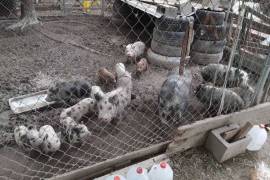 Pigs and piglets for sale whatsapp +27734531381,  0.00