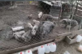 Pigs and piglets for sale whatsapp +27734531381,  0.00