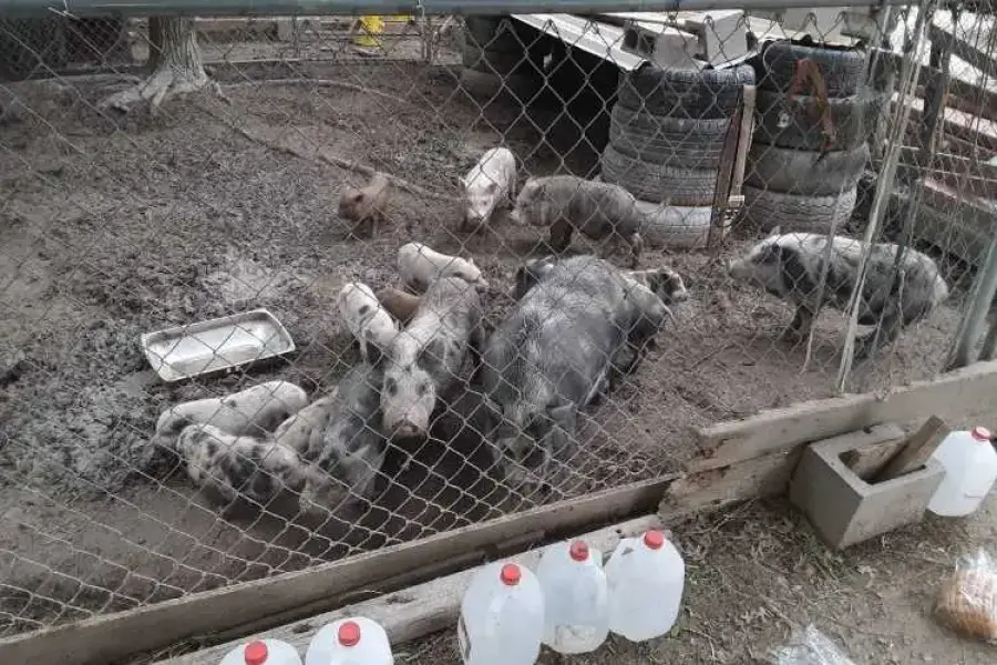 Pigs and piglets for sale whatsapp +27734531381,  0.00