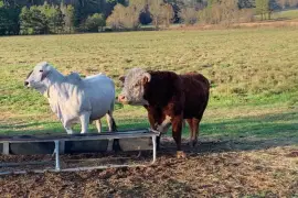 Cattles for Sale whatsapp +27734531381,  0.00