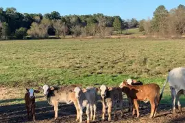 Cattles for Sale whatsapp +27734531381,  0.00