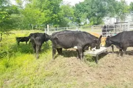 Cattles for Sale whatsapp +27734531381,  0.00