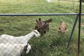 Dairy &amp; beef goats for sale whatsapp +2773,  0.00