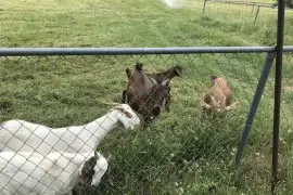 Dairy &amp;amp; beef goats for sale whatsapp +2773,  0.00