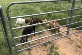 Dairy &amp;amp; beef goats for sale whatsapp +2773,  0.00