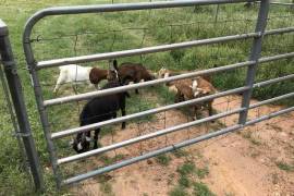 Dairy &amp; beef goats for sale whatsapp +2773,  0.00