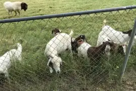 Dairy &amp;amp; beef goats for sale whatsapp +2773,  0.00