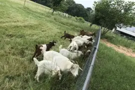 Dairy &amp; beef goats for sale whatsapp +2773,  0.00