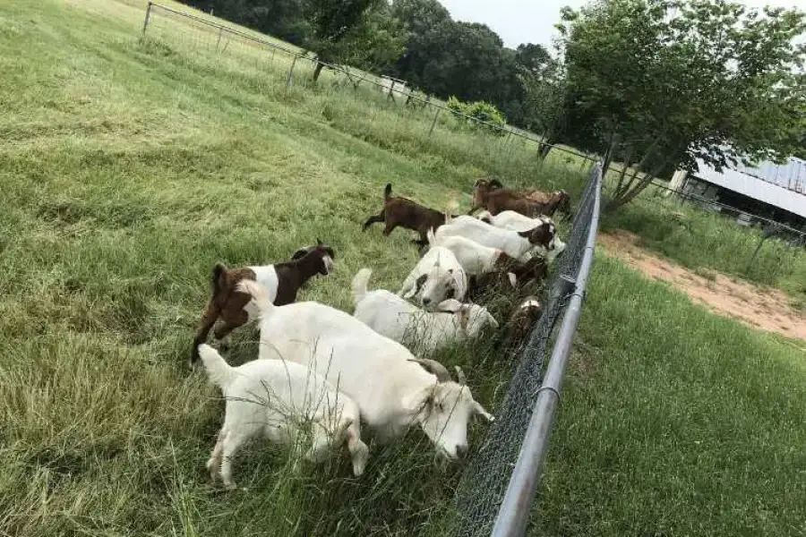 Dairy &amp;amp; beef goats for sale whatsapp +2773,  0.00
