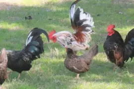 Chickens for sale whatsapp +27734531381,  0.00