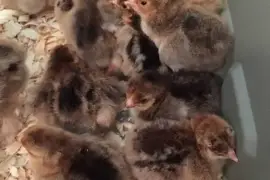 Chickens for sale whatsapp +27734531381,  0.00