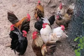 Chickens for sale whatsapp +27734531381,  0.00