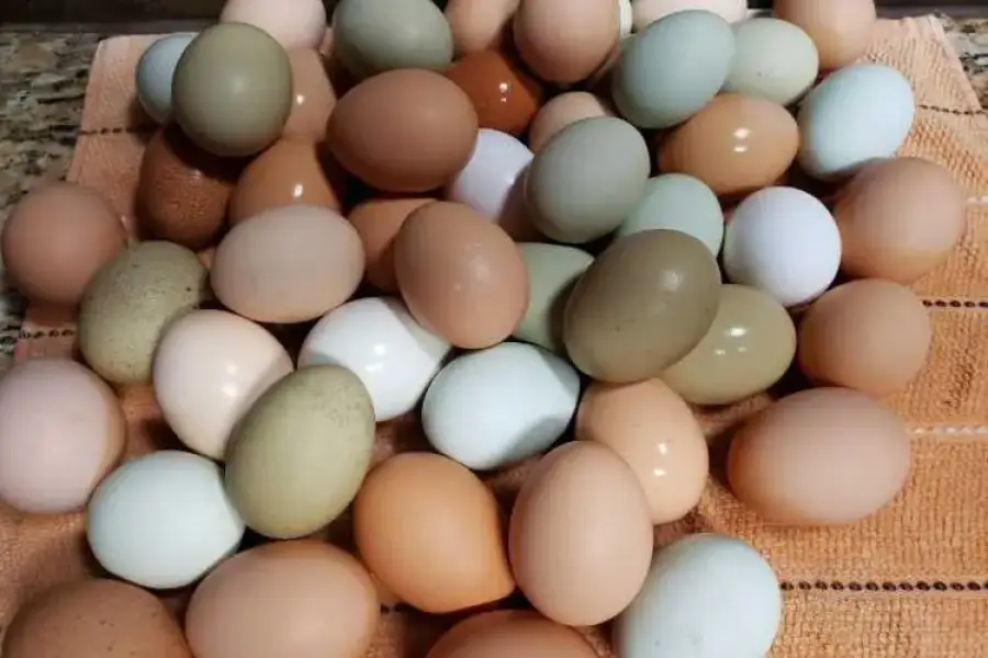 Chickens for sale whatsapp +27734531381,  0.00