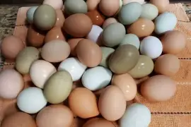 Chickens for sale whatsapp +27734531381,  0.00