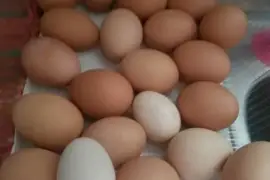 Chickens for sale whatsapp +27734531381,  0.00
