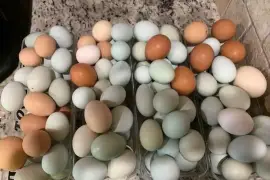 Chickens for sale whatsapp +27734531381,  0.00