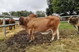 Boran Heifers / Boran Bulls whatsapp +27832458210,  7,500.00
