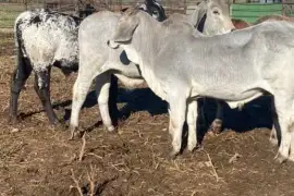 Weaned Calves for sale- Call/whatsapp +27832458210,  2,500.00