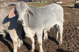 Weaned Calves for sale- Call/whatsapp +27832458210,  2,500.00