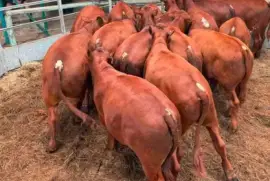 Bonsmara Heifers and Bulls - whatsapp +27832458210,  6,500.00