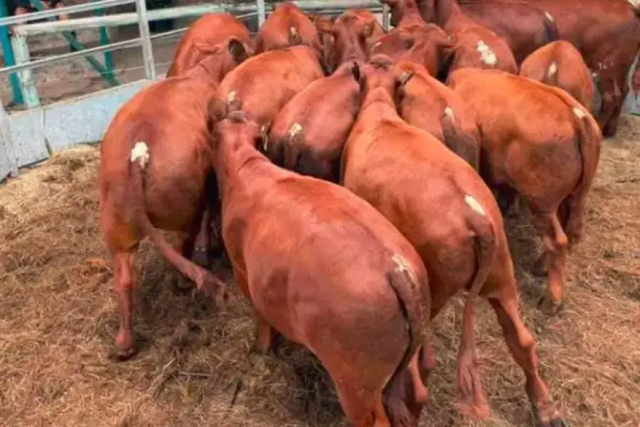 Bonsmara Heifers and Bulls - whatsapp +27832458210,  6,500.00