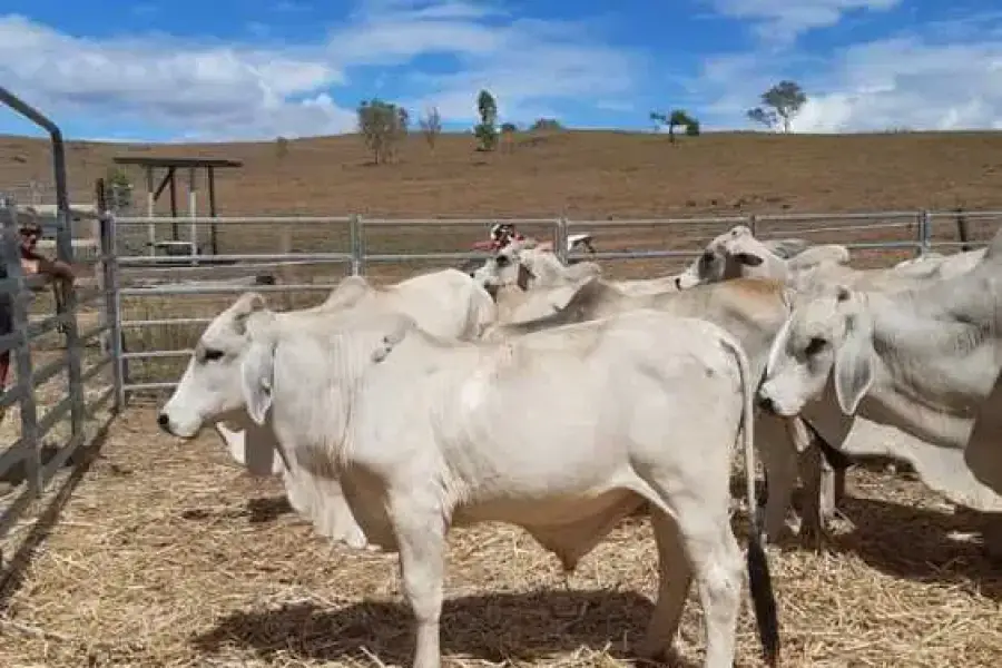 Brahman Heifers/Brahman Bulls- whatsapp 0832458210,  7,000.00
