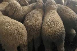 Dorper and Merino Sheep - whatsapp +27832458210,  1,200.00
