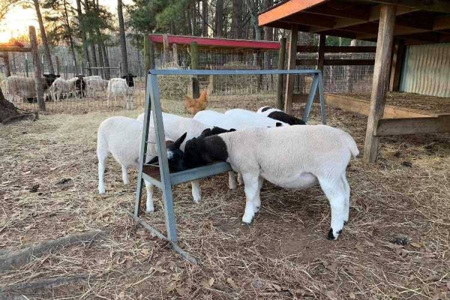 Dorper and Merino Sheep - whatsapp +27832458210,  1,200.00