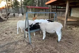 Dorper and Merino Sheep - whatsapp +27832458210,  1,200.00