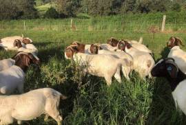 Boer Goats / Kalahari Goats- whatsapp +27832458210,  1,200.00
