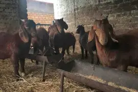 Boer Goats / Kalahari Goats- whatsapp +27832458210,  1,200.00