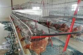 Chicken Layer Cages -Call/whatsapp +27 83 245 8210,  0.00